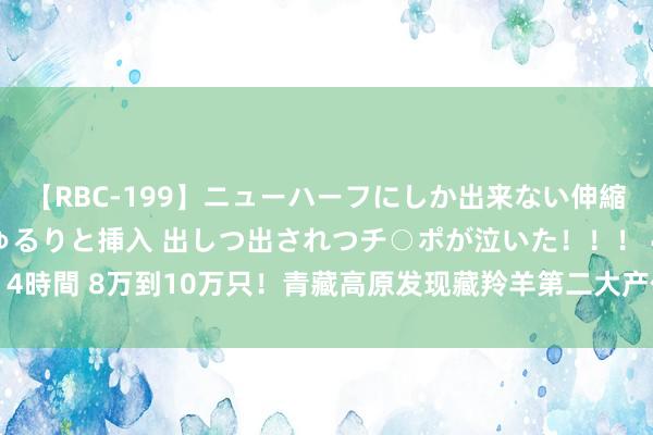 【RBC-199】ニューハーフにしか出来ない伸縮自在アナルマ○コににゅるりと挿入 出しつ出されつチ○ポが泣いた！！！ 4時間 8万到10万只！青藏高原发现藏羚羊第二大产仔地_大皖新闻 | 安徽网